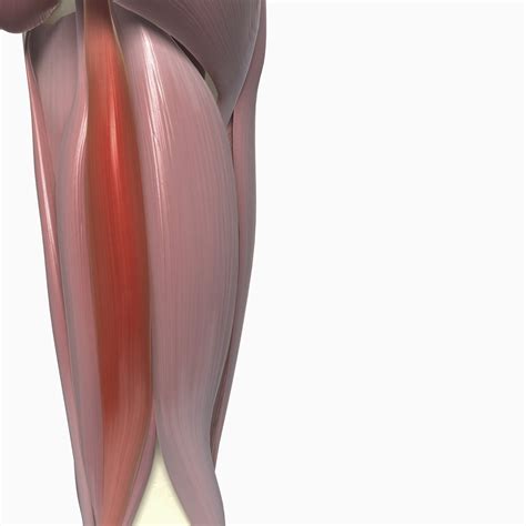 Hamstring Muscles