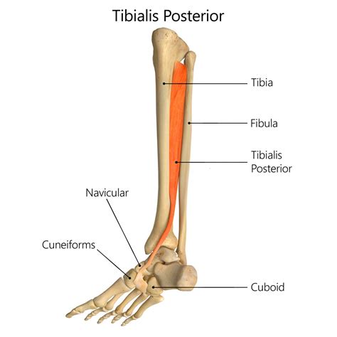 tibialis-posterior - Geelong Myotherapy & Wellness Centre