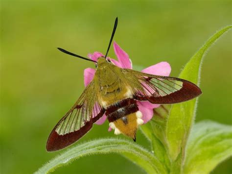 Moths | Butterfly Conservation