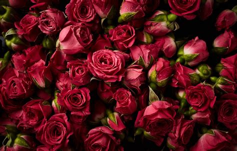 Photo Wallpaper Flowers, Background, Roses, Red, Red, - Ipad Wallpapers ...