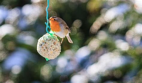 How to Make Bird Seed Balls Without Lard - Bird Nature