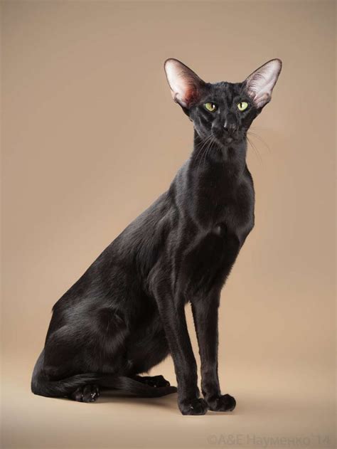 Black Oriental Shorthair | Oriental shorthair, Oriental shorthair cats ...