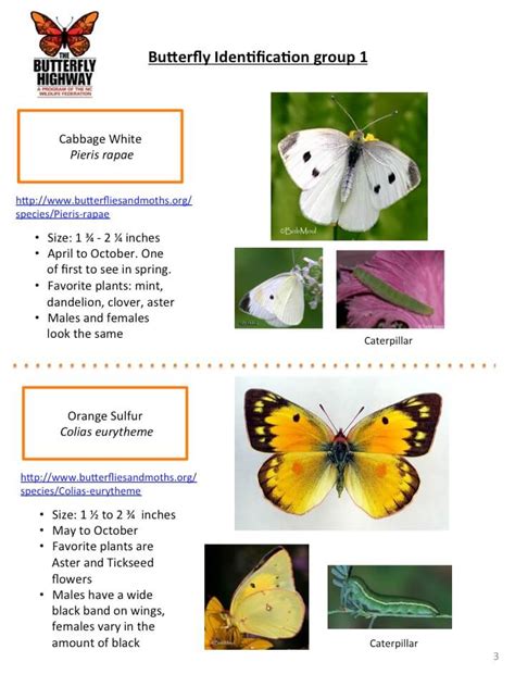 Pollinator ID Guide - North Carolina Wildlife Federation