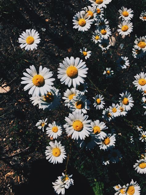 Aesthetic Daisy Wallpapers - Top Free Aesthetic Daisy Backgrounds - WallpaperAccess