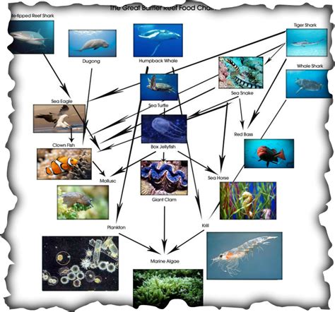 Alter, Food web, Threats, Distribution - The great Barrier Reef