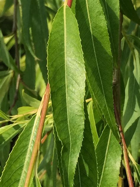 Trees of Santa Cruz County: Salix babylonica - Weeping Willow