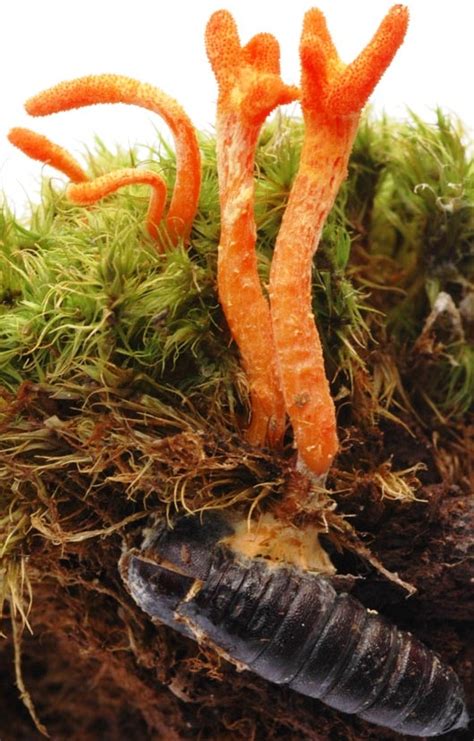 Potent & Powerful Cordyceps Mushrooms