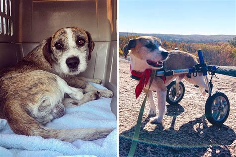 People Share 30 Pics Of Their Dogs Before And After Being Rescued, And ...