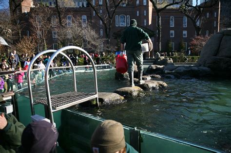 Sea Lion Feeding Time Central Park Zoo – Ruth E. Hendricks Photography