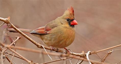 Northern Cardinal Overview, All About Birds, Cornell Lab of Ornithology