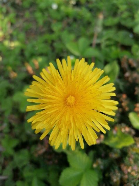 Observation: Taraxacum officinale F.H. Wigg. (Markus Ertmer May 3, 2022 ...