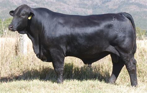 Top 10 Black Cattle Breeds: An Overview