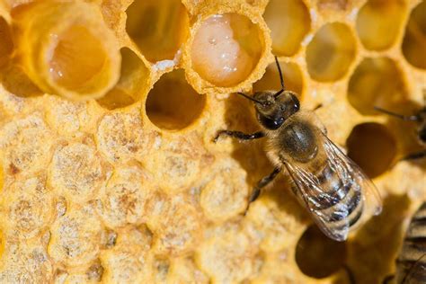 BEE ROYAL JELLY - Bee Healthy Australia