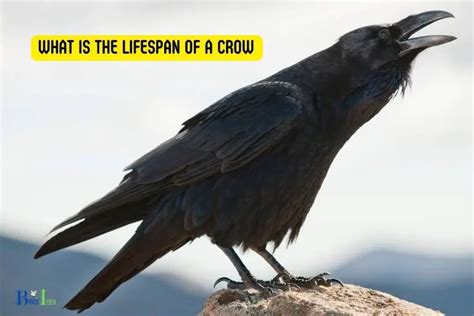 What Is The Lifespan Of A Crow? 7 To 8 Years!