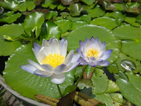 Water Lily & Lotus India