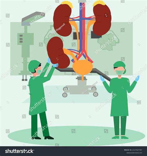 Kidney Transplant Surgery Done Replace Diseased Stock Vector (Royalty Free) 2117527787