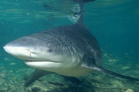 Ganges shark swims photo and wallpaper. Cute Ganges shark swims pictures