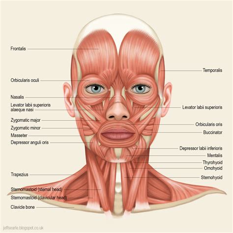 Jeff Searle: Muscles of the head and neck