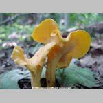 AmericanMushrooms.com: Smooth Chanterelle (Cantharellus lateritius)