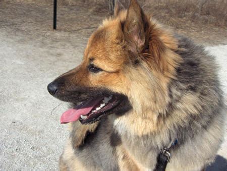 Rocko the Keeshond / Shetland Sheepdog Mix | Puppies | Daily Puppy