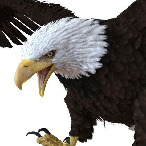 bald eagle 3d model