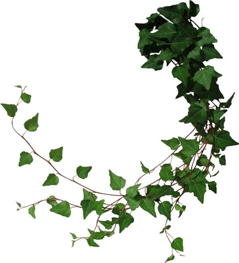 Transparent Ivy Vine Clip Art - Png Download - Full Size Clipart ...