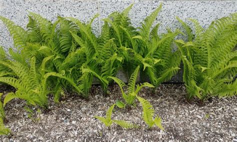 How to Plant Ferns? (Complete Growing & Care Tips)