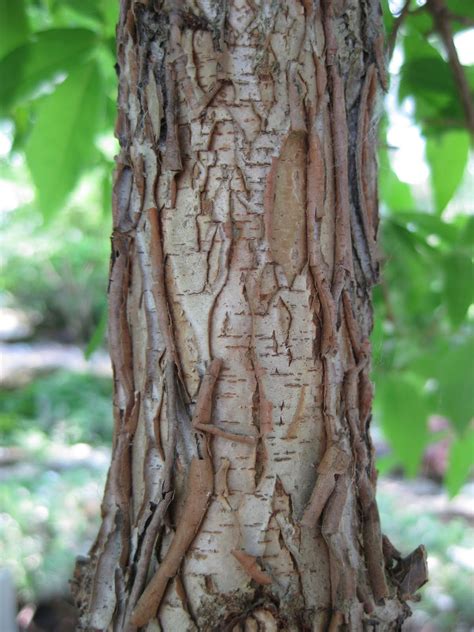 Rotary Botanical Gardens - Hort Blog: Winter Stems & Bark