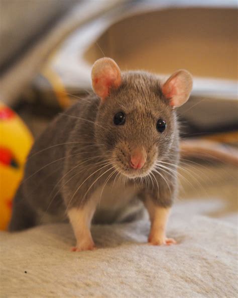 Rats can be cute too! Here's Porcini, a 4 month old female fancy rat. : r/dannygroen