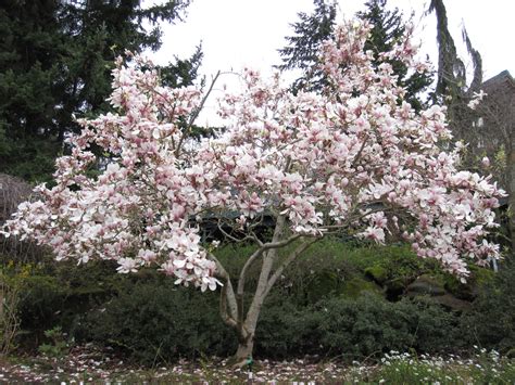 Pin by Miranda Pangalos on Landscaping Ideas | Rainier cherries, Secret garden, Backyard