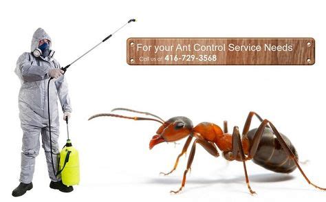 Here's a DIY ant infestation solution. When you need long-lasting fix for ant removal, call JDM ...