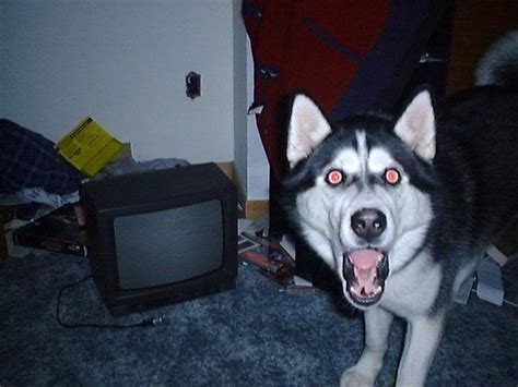 White Wolf : Huskies Go Crazy: 17 Funny Husky Pictures That Will Put A ...