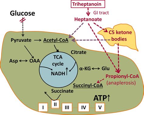 Diagram of the proposed biochemical effects of triheptanoin in... | Download Scientific Diagram