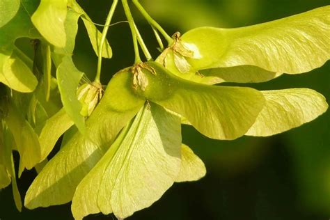 Helicopter Seeds and the 4 Maple Trees that Produce Them | Environment Buddy