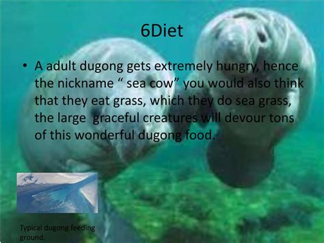 PPT - Dugong PowerPoint Presentation, free download - ID:2210415