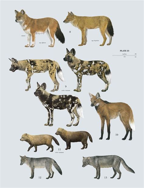 Family Canidae (Dogs) | Lynx Edicions | Mammals, Wild dogs, Animals