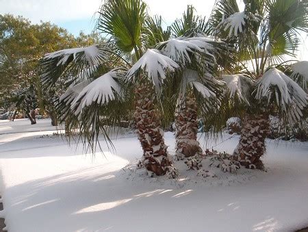 Snow in Florida! | The Central Florida Top 5