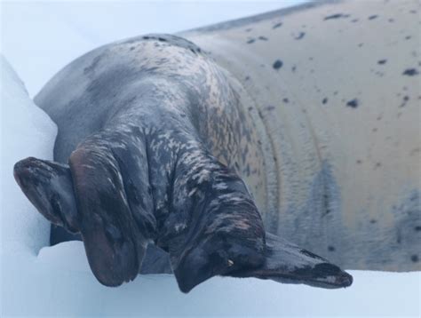 Libros de Santiago G. de la Vega: Foca Leopardo o Leopardo Marino (Leopard Seal ) Hydrurga leptonyx