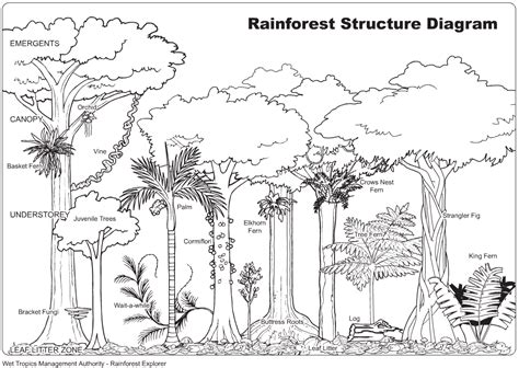 Tropical Rainforest Drawing with Color