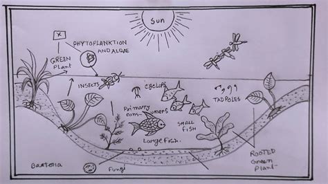 Pond Ecosystem Drawing