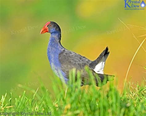 Lovely Picture Of A Pukeko Lit By The Morning Sun