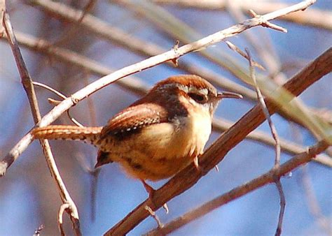 South Carolina State Bird | Carolina Wren