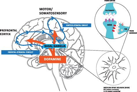 Figure 1 from The Effects of Exercise on Dopamine Neurotransmission in Parkinson’s Disease ...