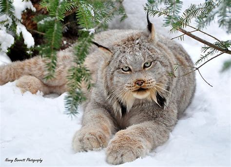 Archivo:Lince canadiense 3.png | Wiki Reino Animalia | Fandom powered ...