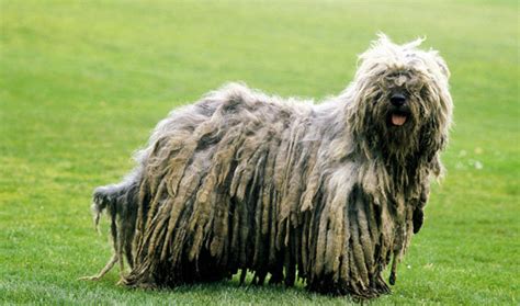 Bergamasco Sheepdog (Bergamasco Shepherd Dog) Info, Puppies, Temperament, Pictures