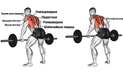 Тяга штанги в наклоне как средство развития мощной спины