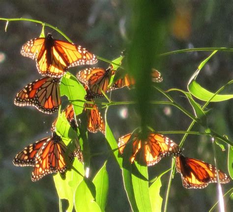 Natural Bridges Monarch Butterfly Preserve Santa Cruz, CA. | Monarch butterfly, Natural bridge ...