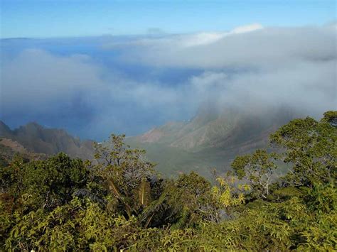 Hawaiian Montane Forest - Pacific Birds Habitat Joint Venture