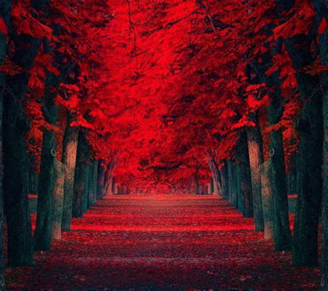 🔥 [64+] Red Nature Wallpapers | WallpaperSafari