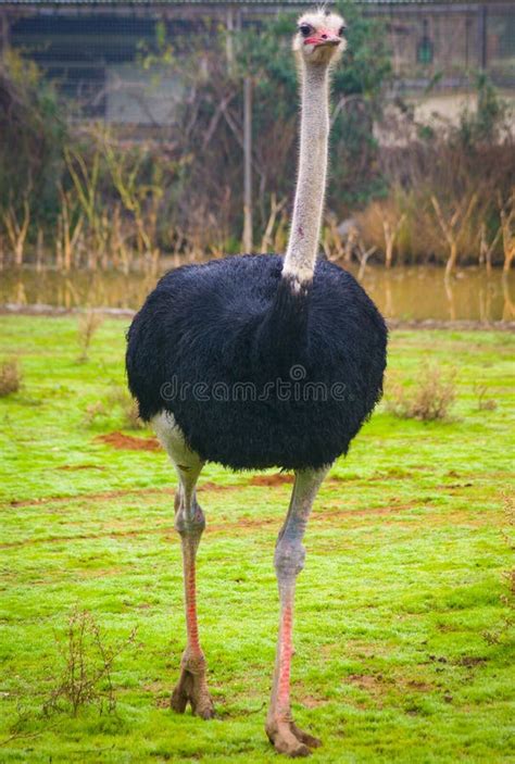 Big ostrich running stock photo. Image of horizontal - 203778648